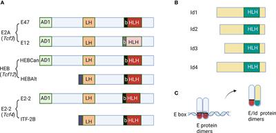 The divergence between T cell and innate lymphoid cell fates controlled by E and Id proteins